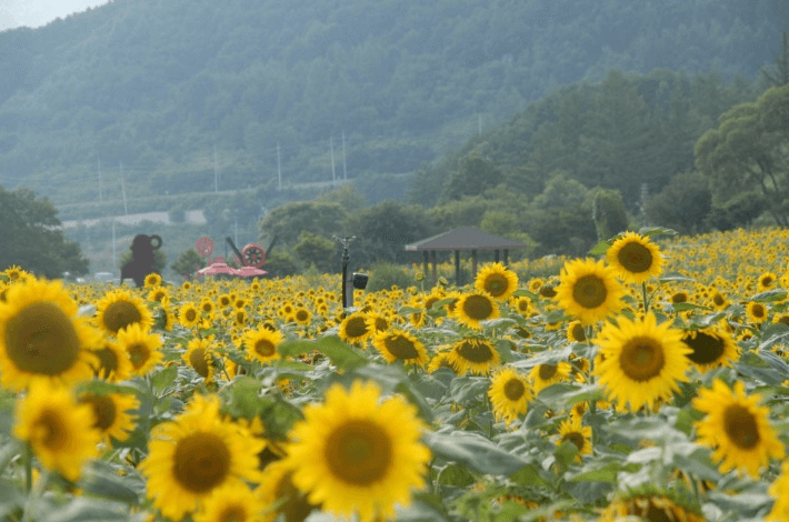 태백 해바라기축제