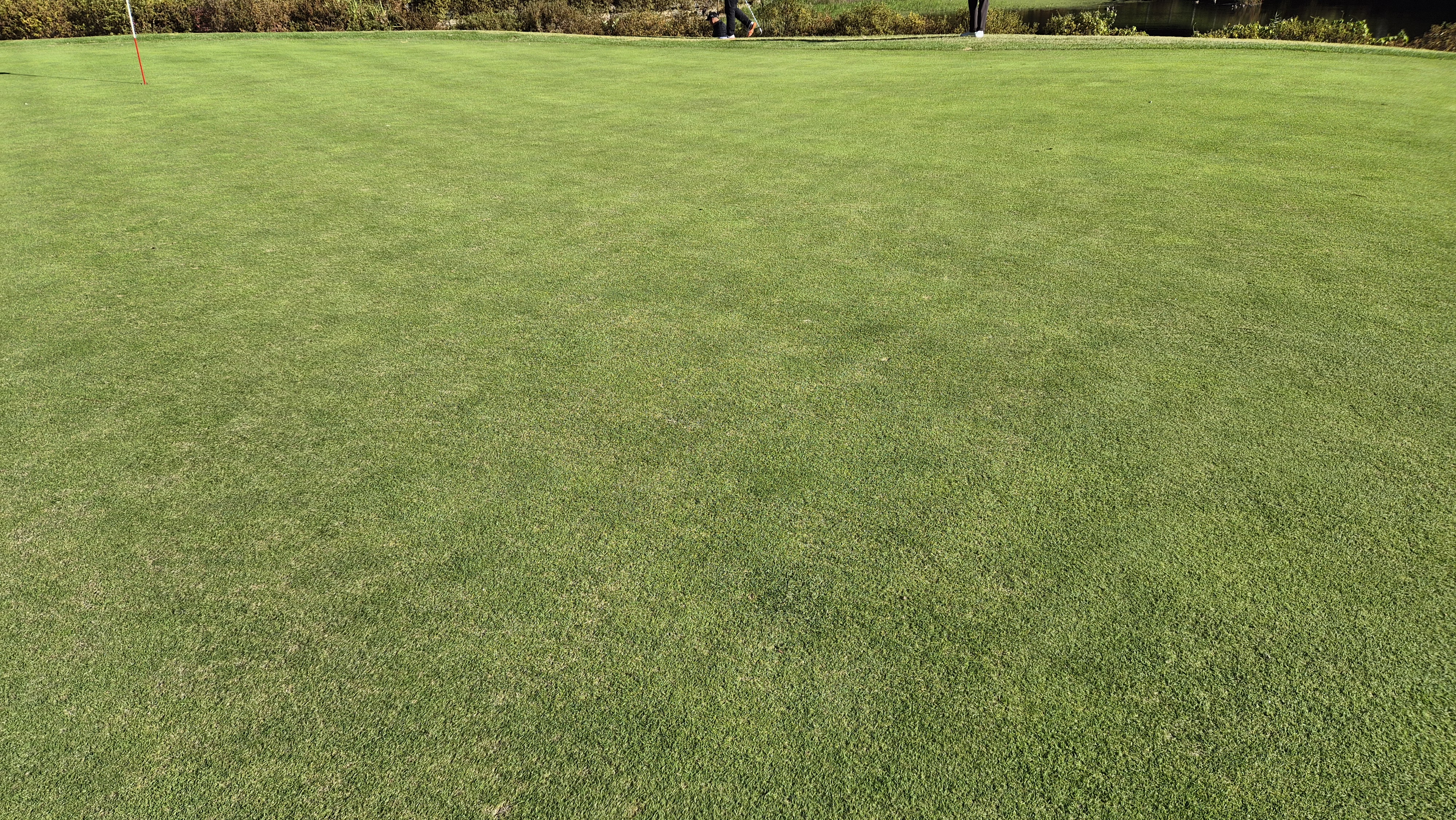 떼제베cc 동-북 코스 그린 관리 상태