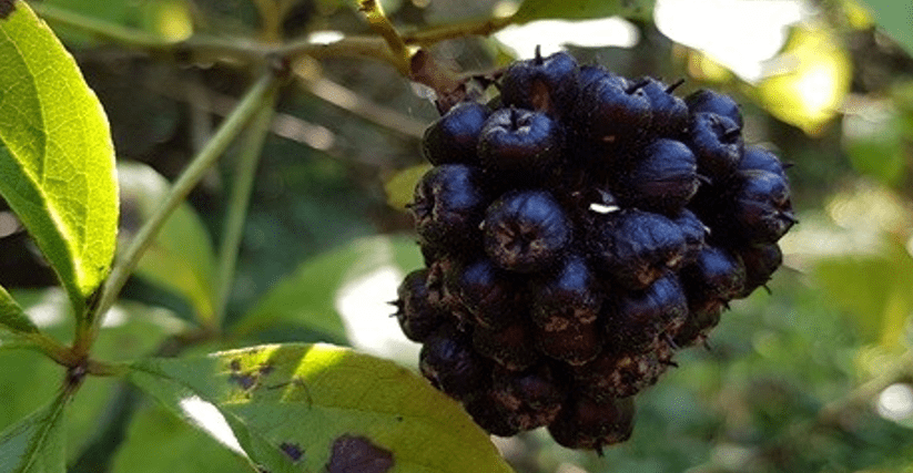 나무에 열려 있는 오가피 열매