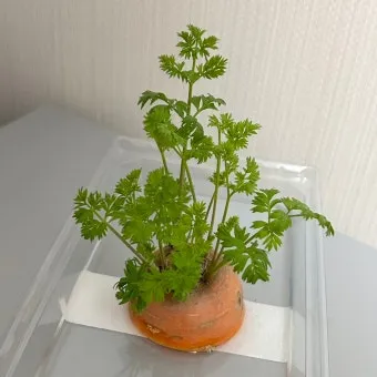 당근잎 효능과 당근잎 먹는 법 집에서 키우는 방법_16