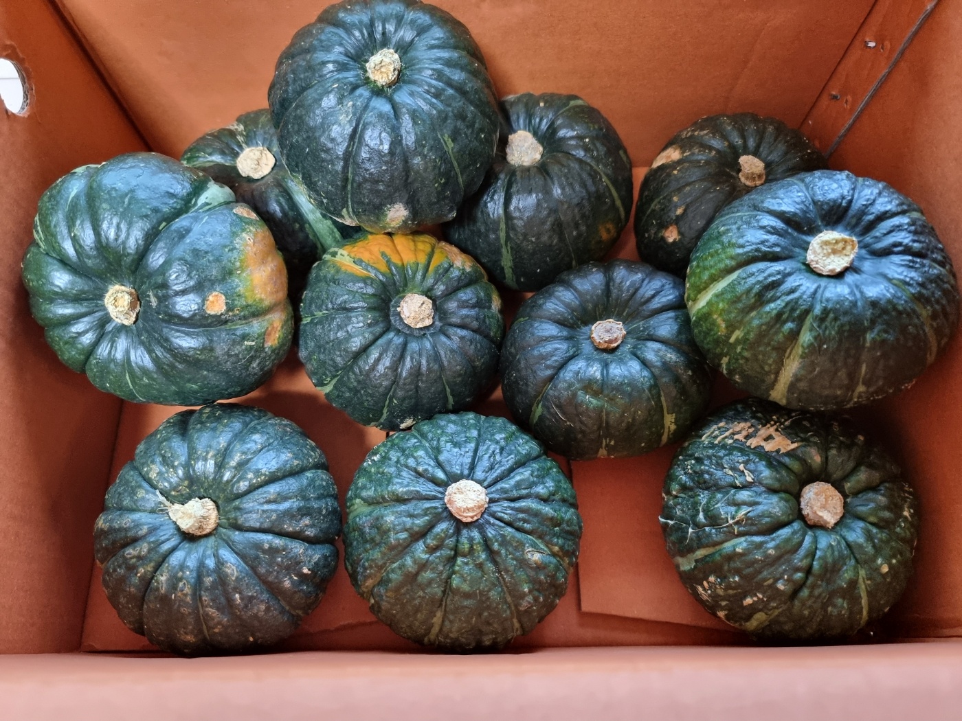 단호박의_주요_효능