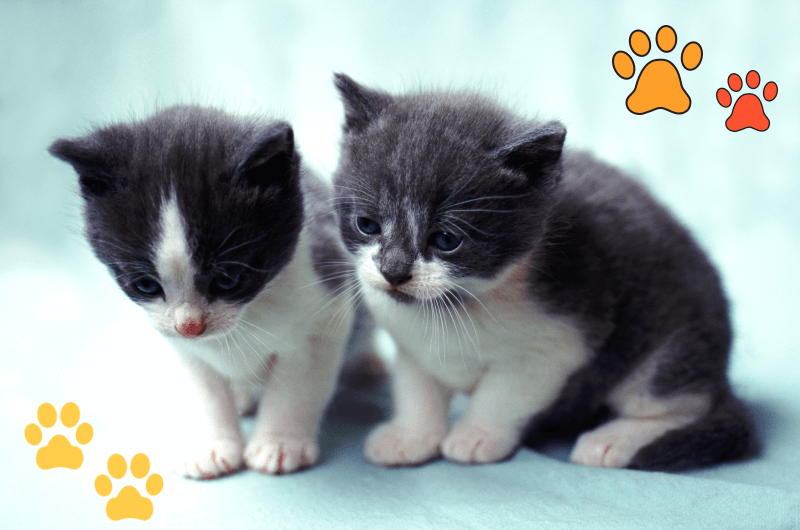 고양이, 고양이 역사 생태