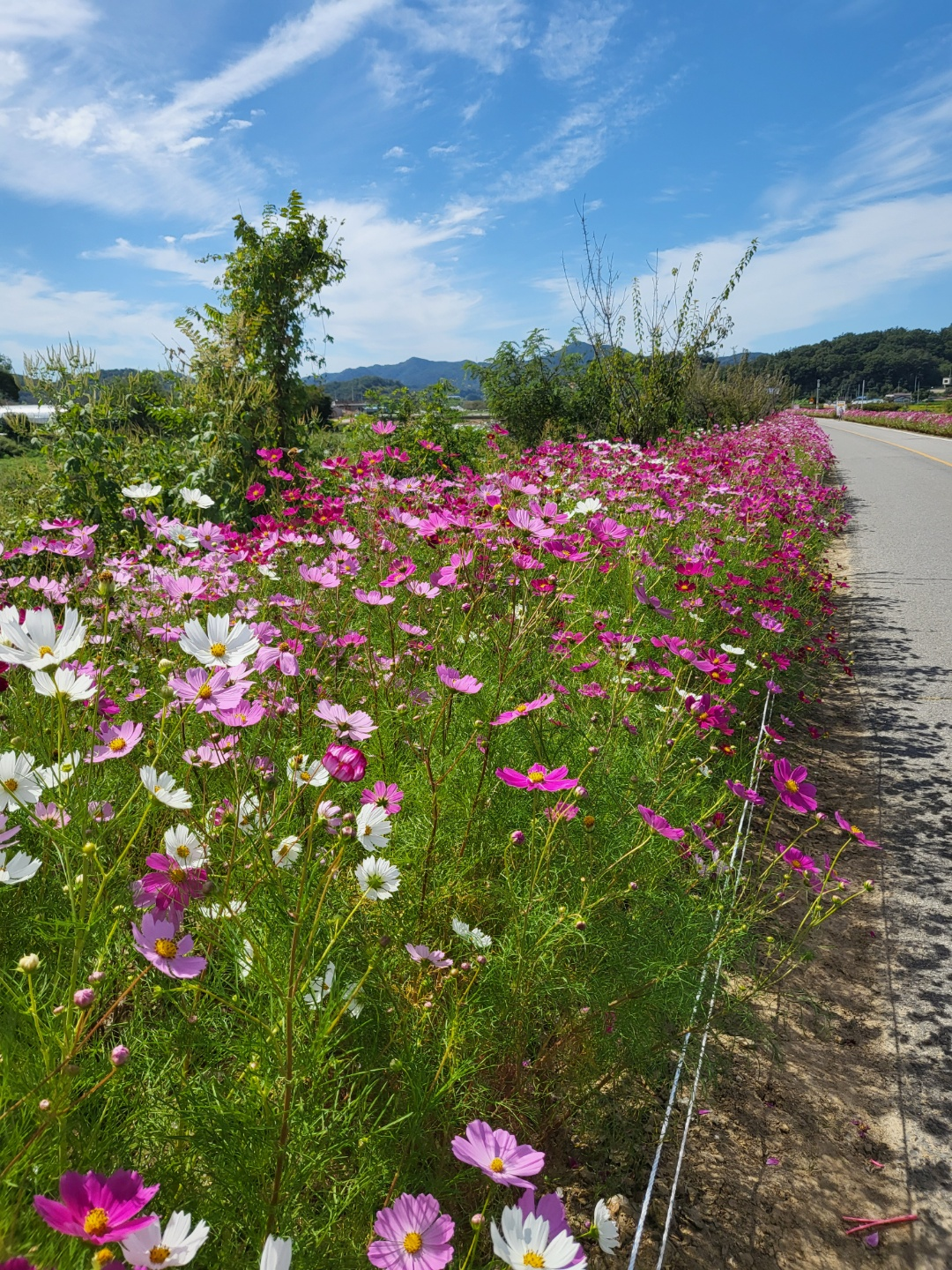 가덕 코스모스 (청주 코스모스길)