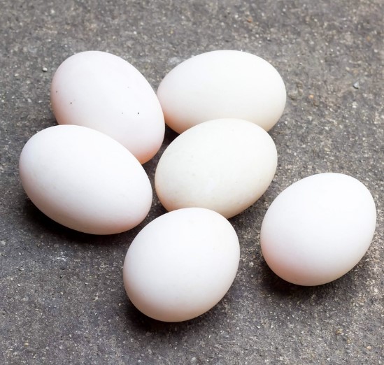 단백질음식 계란