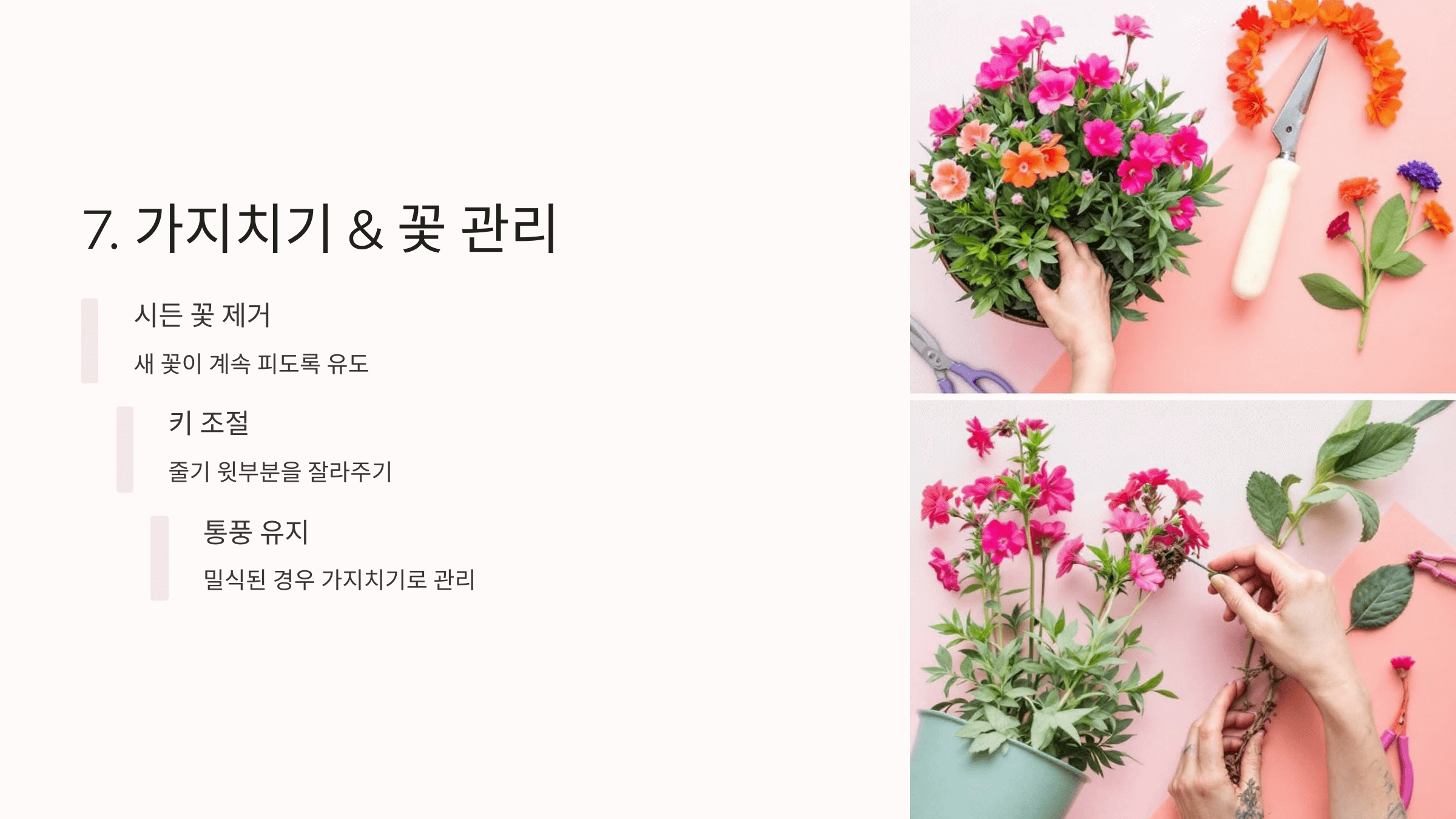 사루비아 사진입니다.