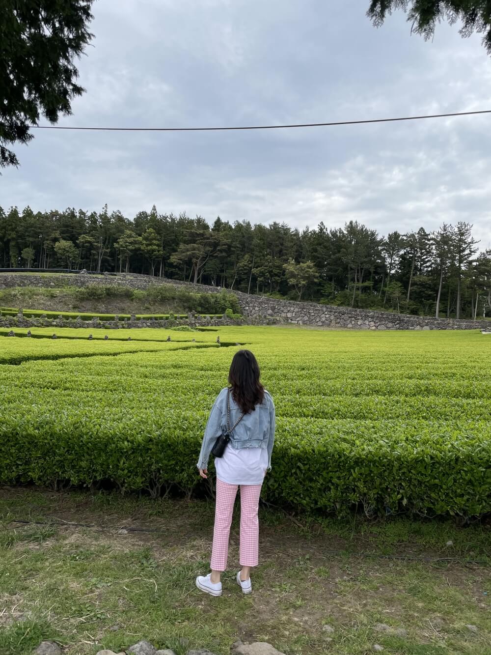 제주-서귀다원-녹차밭-풍경