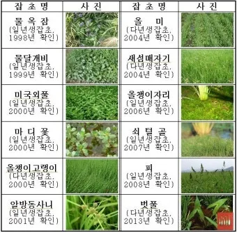 잡초 방제 전략 광폭멀칭 피복재 선발아 겨울관리_2