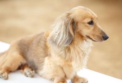 미니어처 닥스훈트