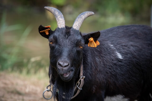 울릉도 마가목 흑염소진액