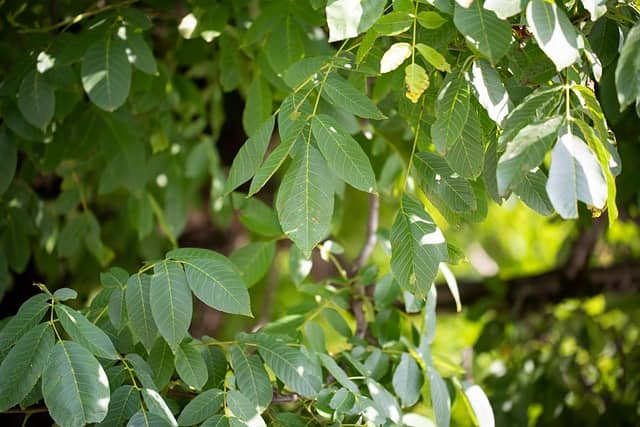 빛의 세기에 따른 증산율의 변화