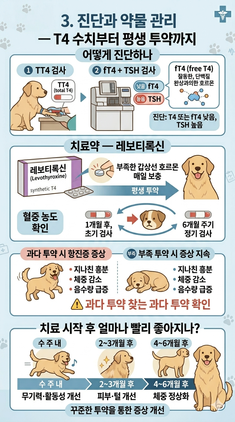 강아지 갑상선 진단과 약물관리