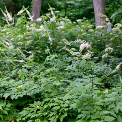블랙코호시의 하얀꽃과 전초(잎과 줄기)