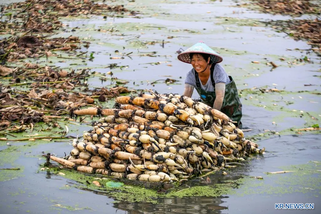 연근 재배 연못 재배 물 수위 관리 비료 주기_3
