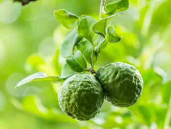 베르가못 효능 효과&amp;#44; 베르가못 제품