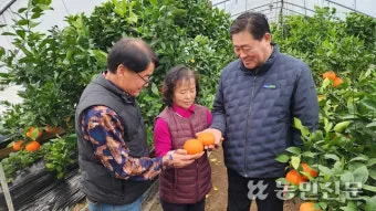 레드향 재배 착과 조절 잎 관리 하우스 온도_3