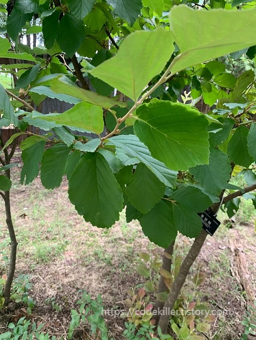 황학산 수목원 - 풍년화