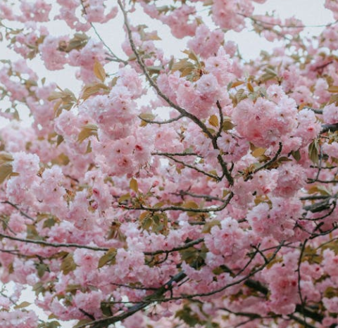 오사카 벚꽃 개화시기 2025