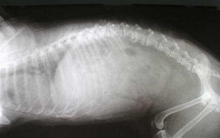 개의 엑스레이 사진.