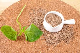 들깨 파종 시기, 이대로만 하면 풍성한 수확!