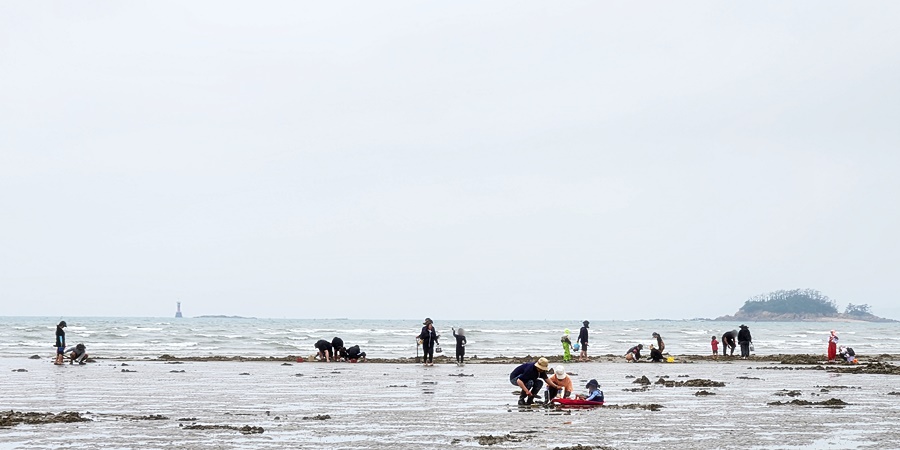 썰물때라 해루질 하는 사람들