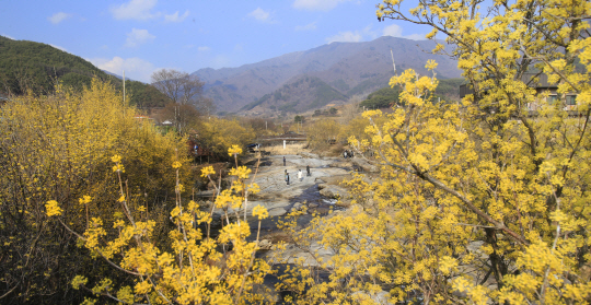 산수유꽃축제