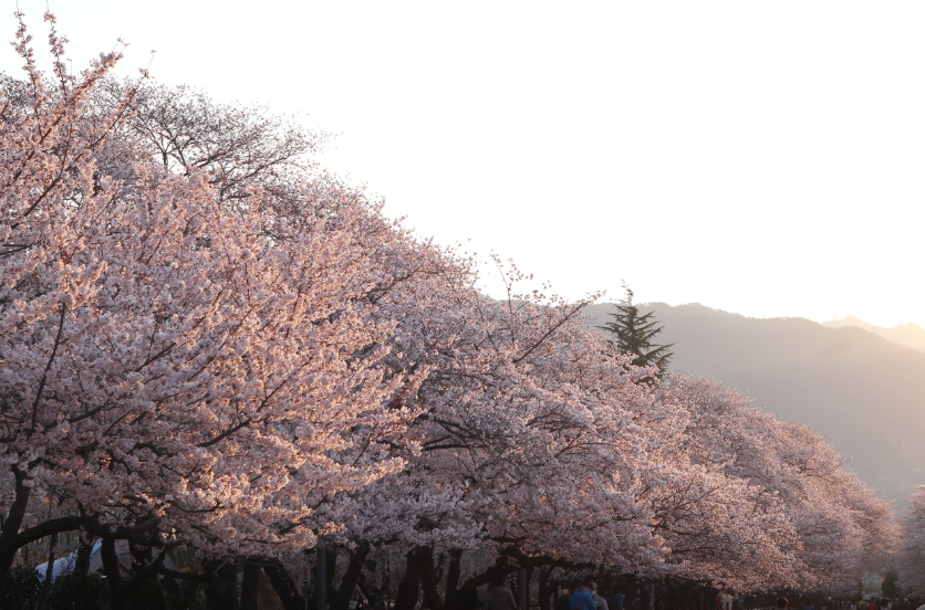 경화역 벚꽃길2