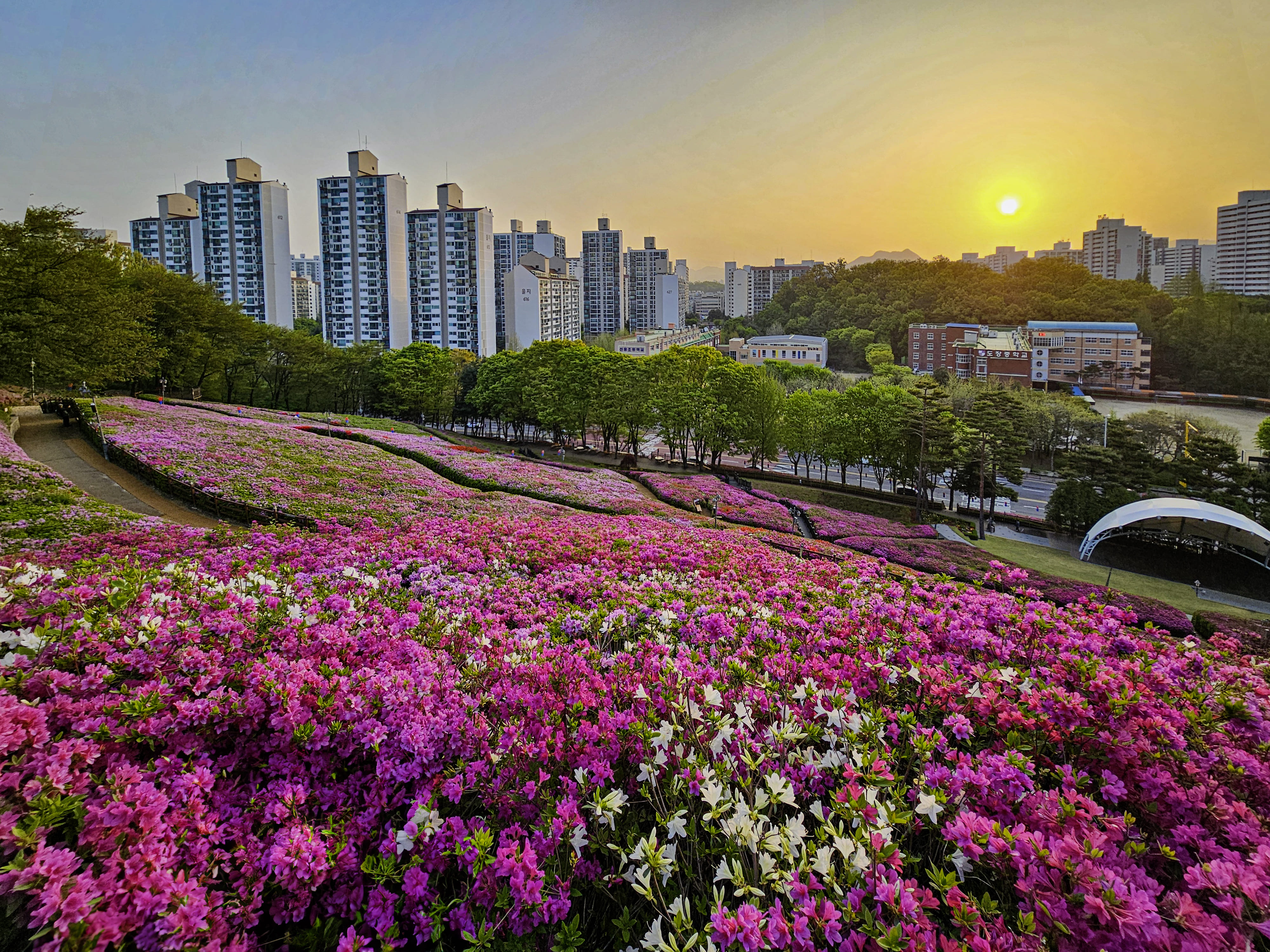 군포 철쭉 축제