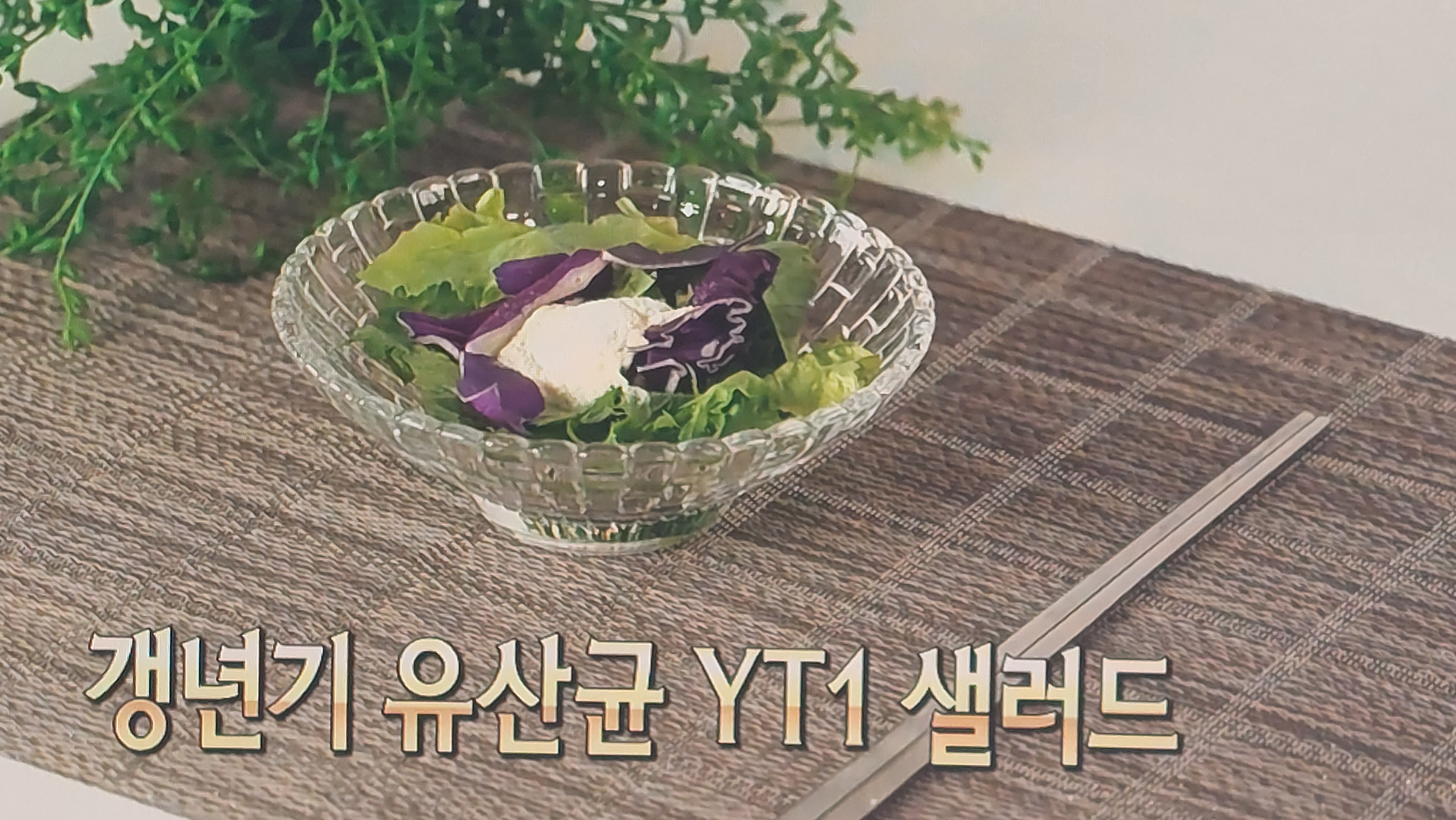 갱년기 유산균 yt1