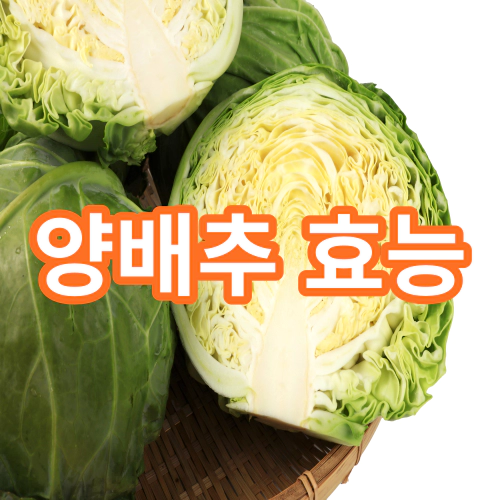 양배추-효능