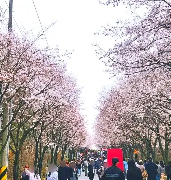 2025년 벚꽃축제 일정 시기 명소_3