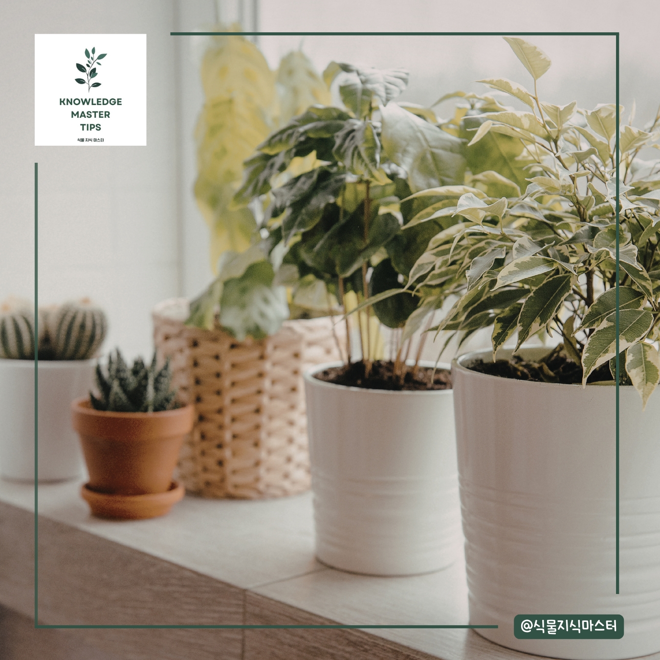 봄철 실내식물 관리, 너무 자책하지 마세요