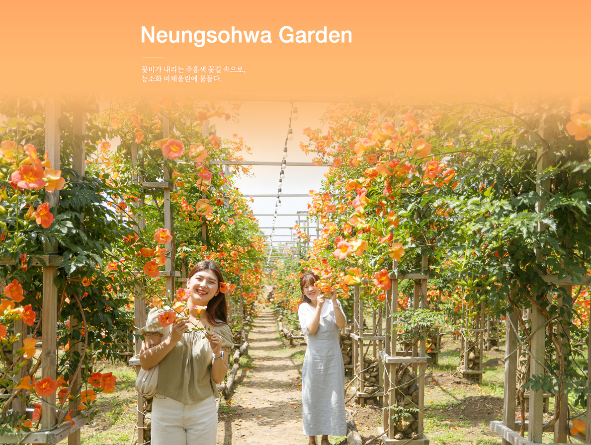 비체올린 능소화축제