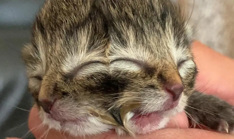 고양이 꿈해몽