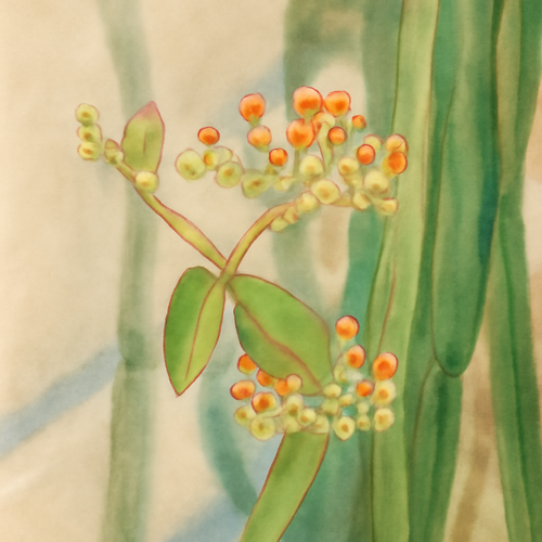 시서스-다이어트-효과