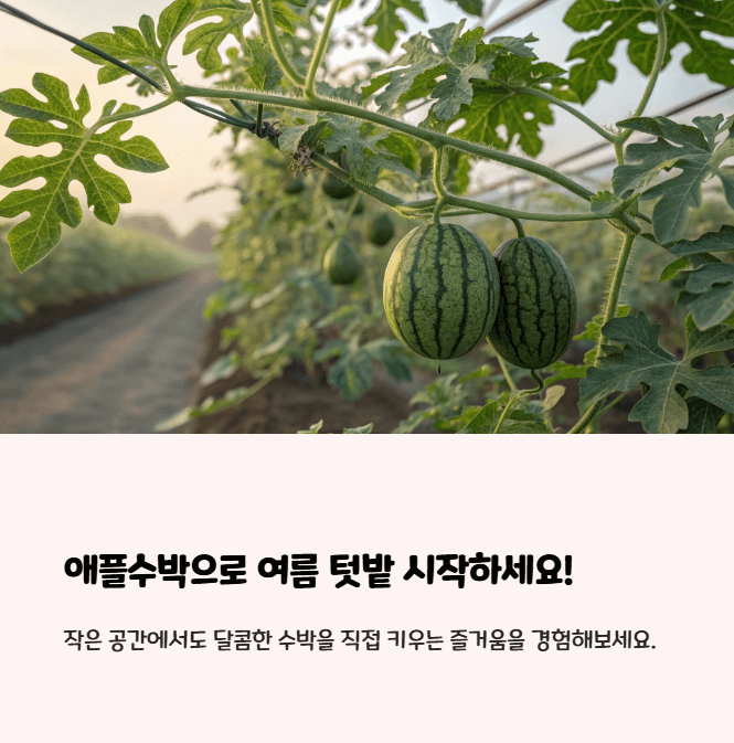 애플수박 재배법