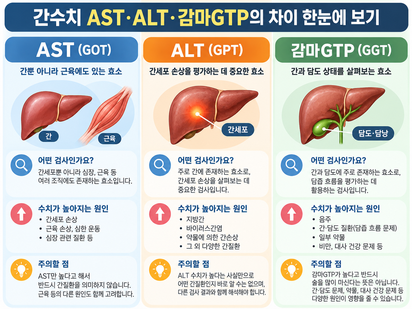 AST&middot;ALT&middot;감마GTP의 차이를 비교한 인포그래픽 이미지