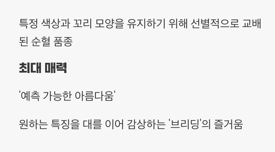'고정구피' - 살아있는 보석, 혈통의 예술