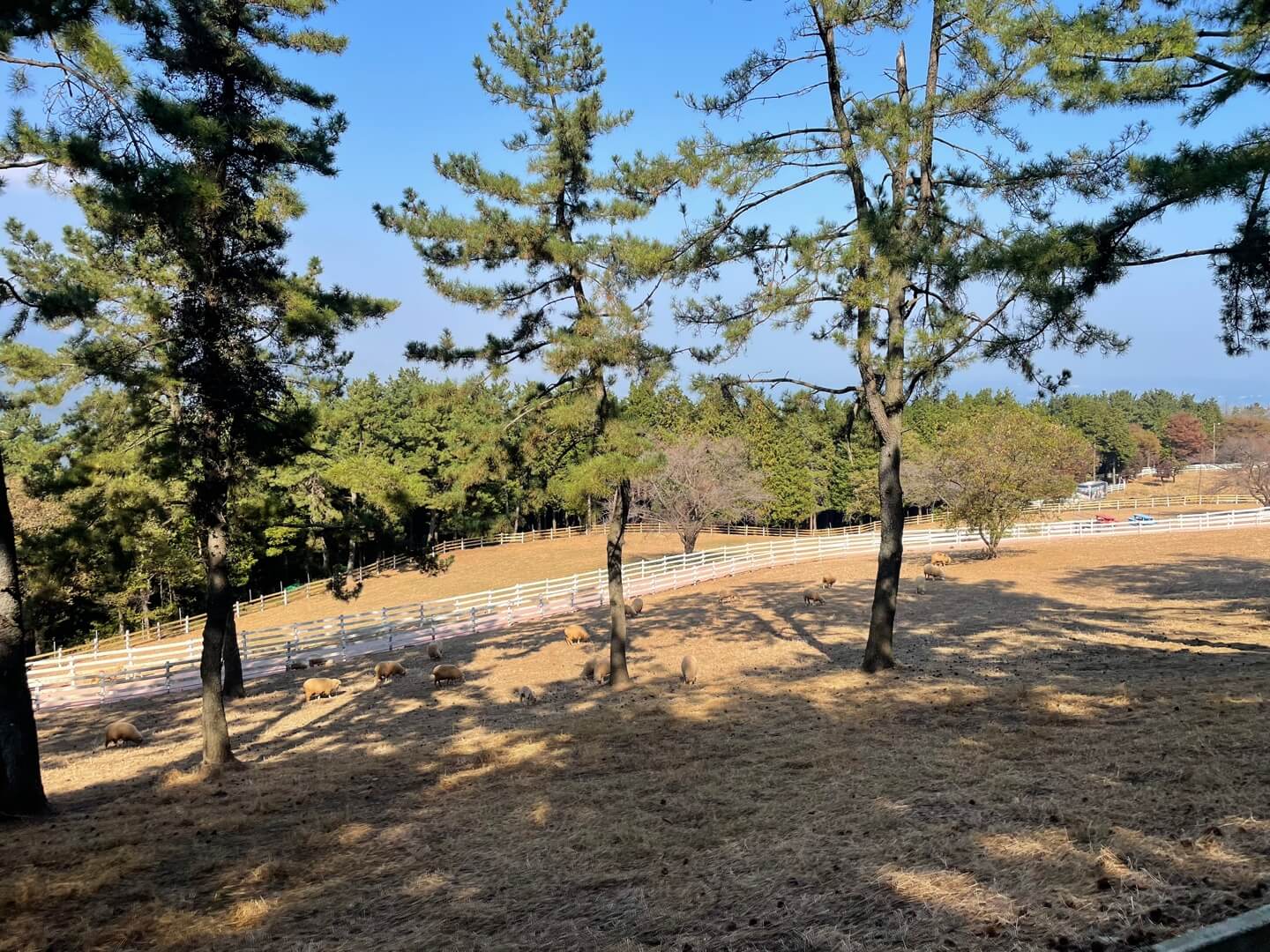 남해 상상양떼목장