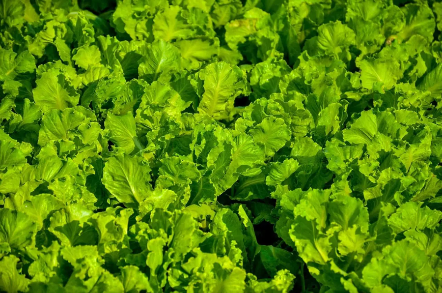 가을 상추 심는 시기와 방법 파종, 재배, 수확까지 한 번에 정리!