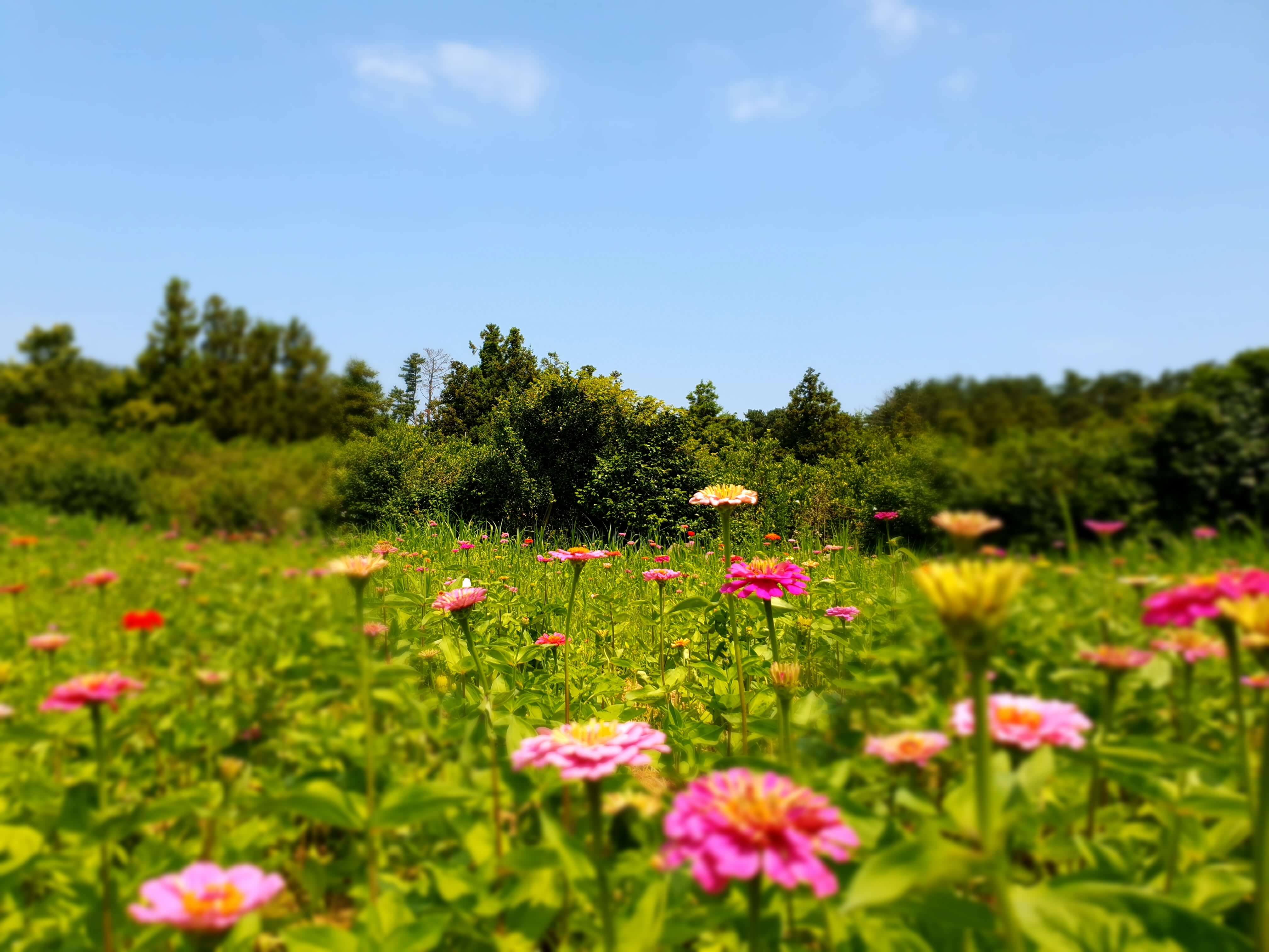 제주 항파두리 항몽유적지 양귀비 꽃밭 나홀로나무
