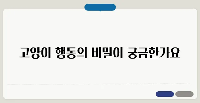 고양이가 무는 이유와 행동 교정법