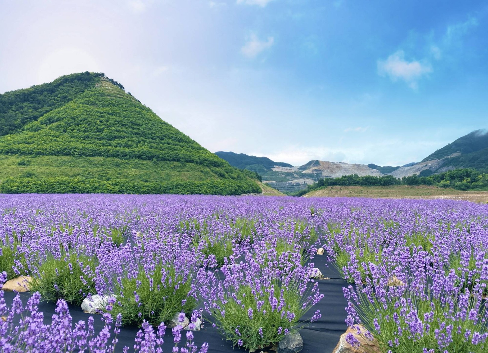 mureung-lavender-festival-info