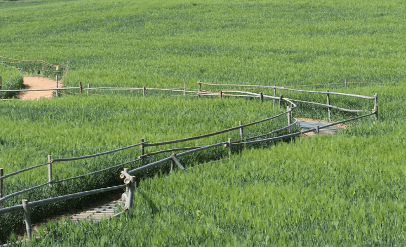 폭싹 속았수다 촬영지 고창 청보리밭