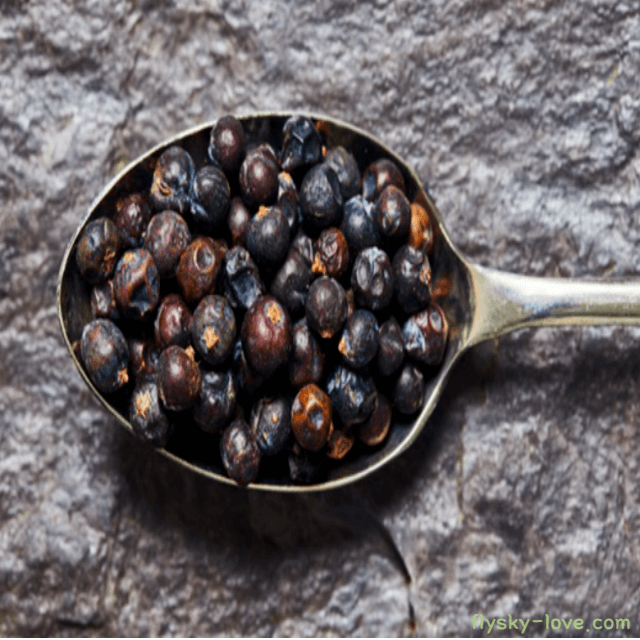 블랙페퍼 (Black Pepper) 흑후추