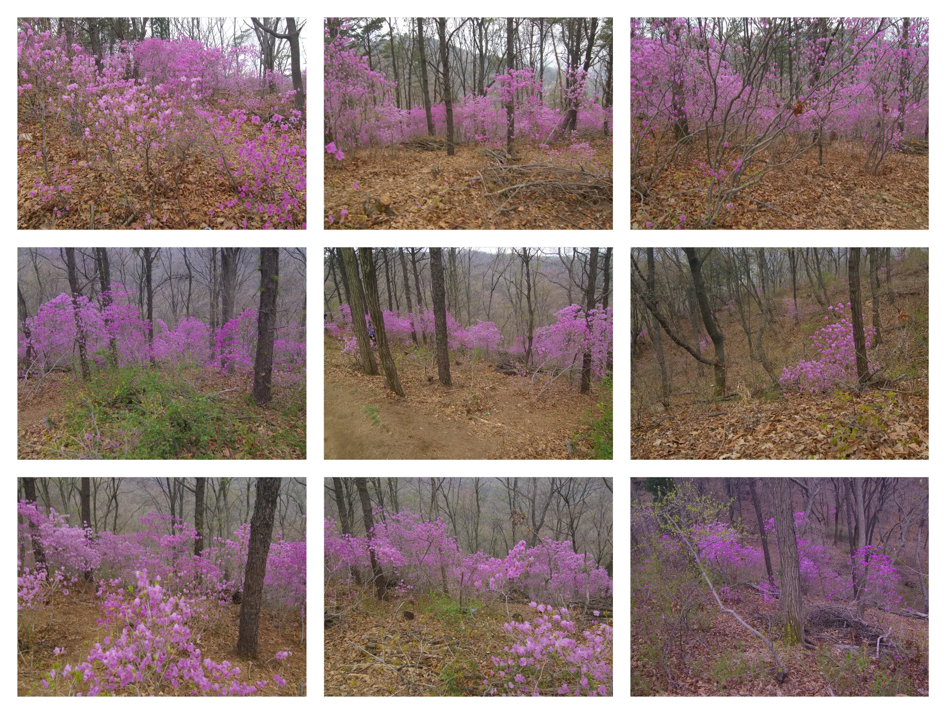 봄 고려산