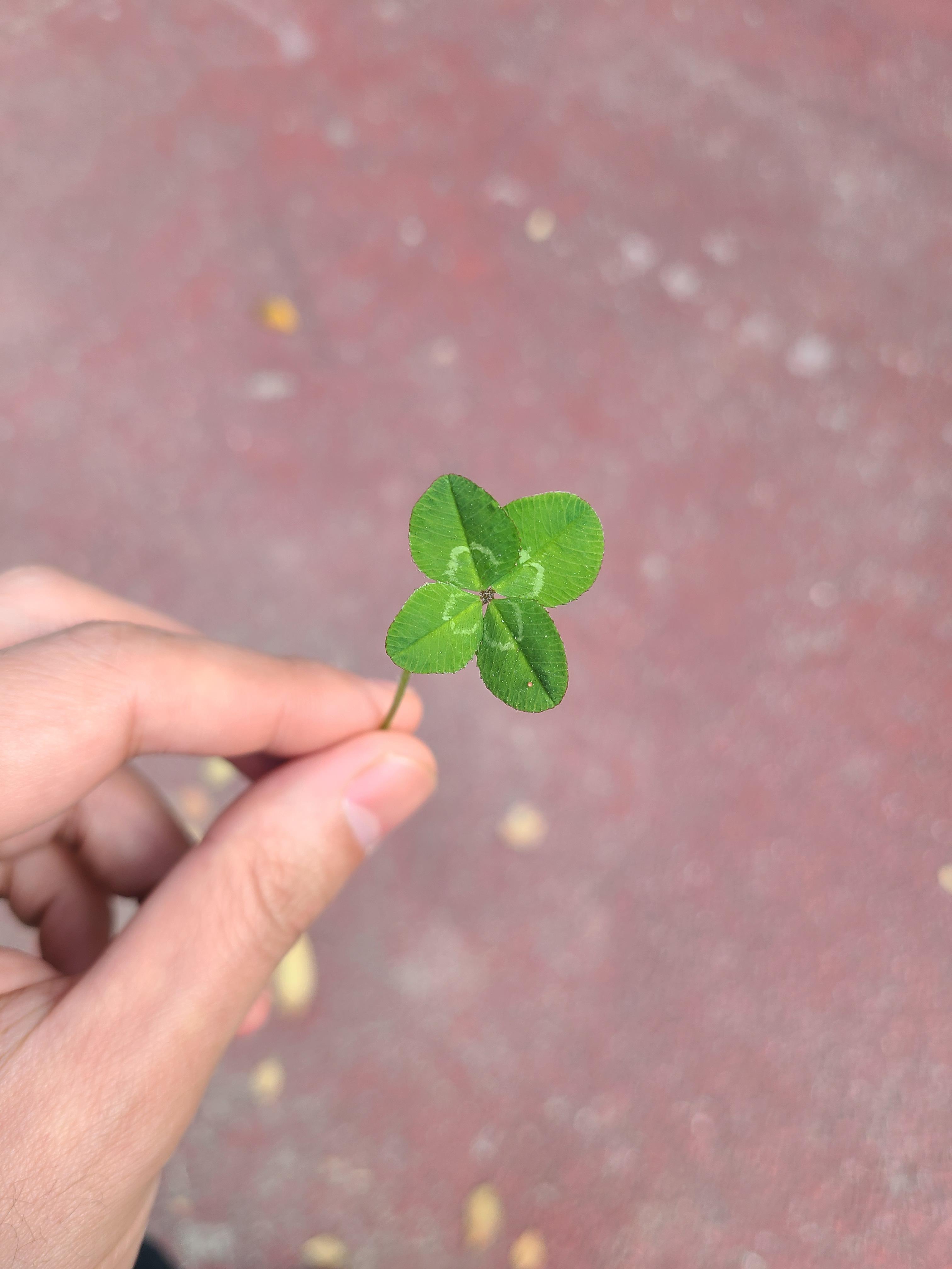 남양주 별내 지식산업센터 근처 네잎클로버