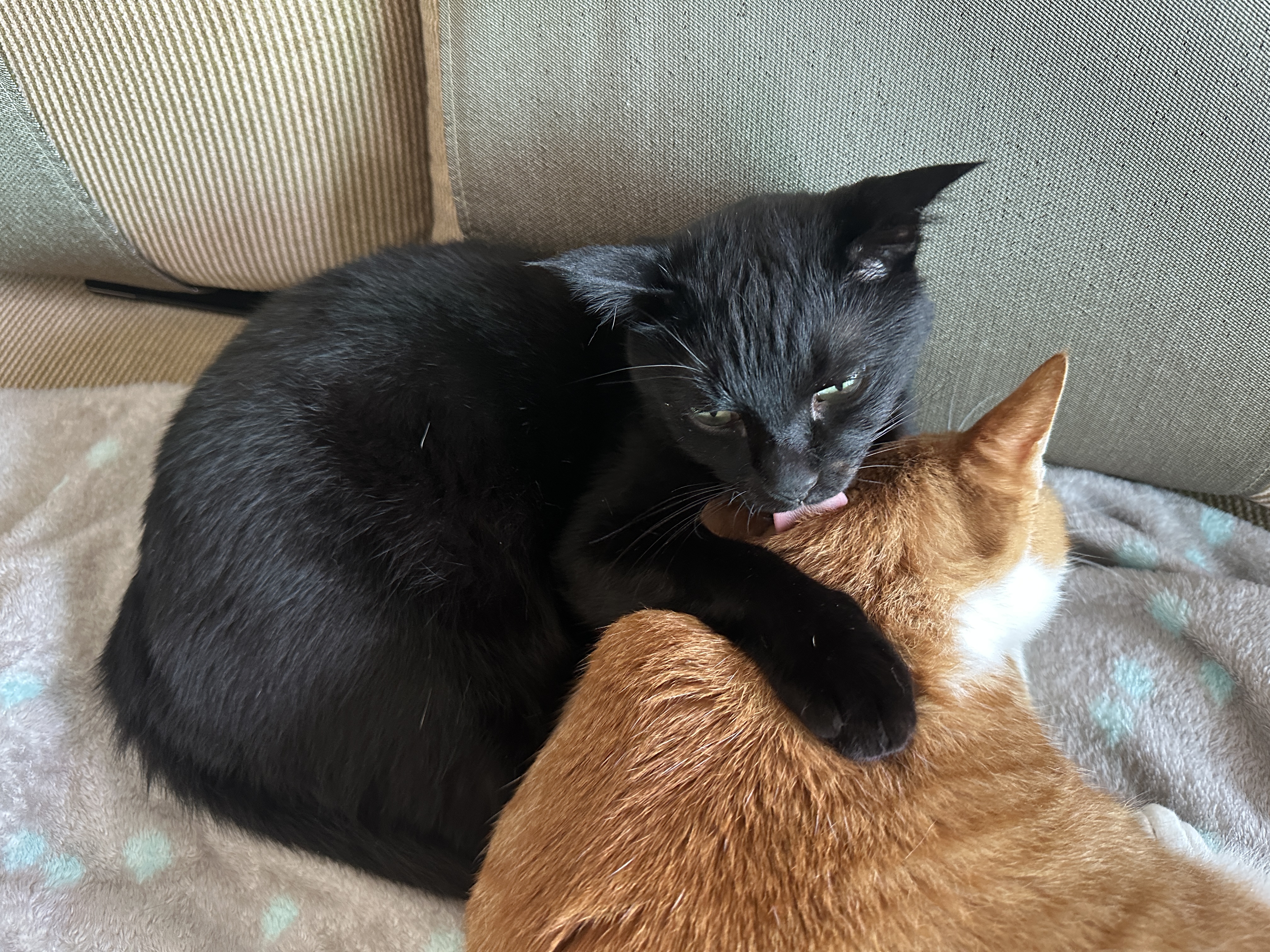 치즈냥이 호야와 올블랙 건이의 달달한 브로맨스 (feat. 달달한 호야와 딸같은 아들고양이 건이)