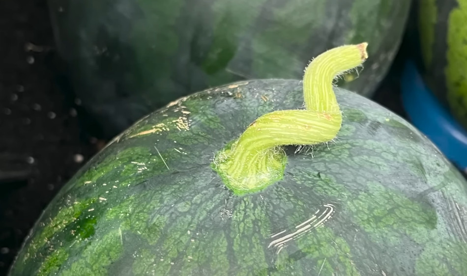 수박 고르는법-3