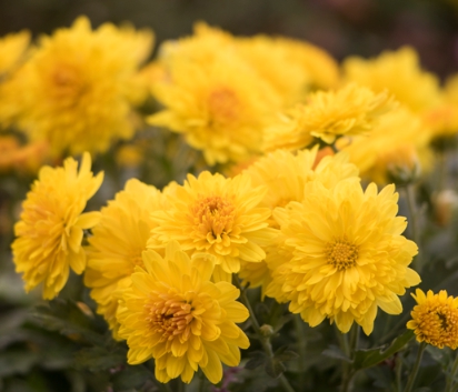 가을에 피는 꽃 수레국화