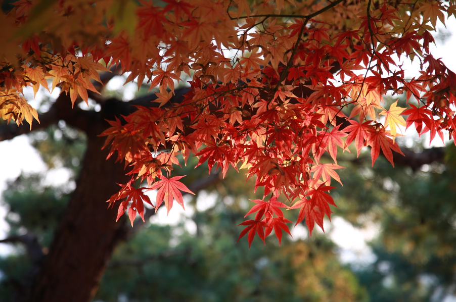 가을여행 관련 사진
